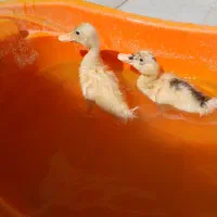 دو عدد اردک، سالم و تمیز