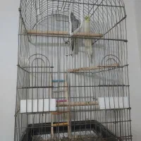 عروس هلندی نر ماده جفت خورده|پرنده|تهران, دبستان|دیوار