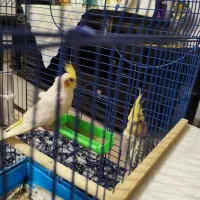 عروس هلندی جفت نروماده