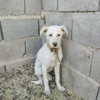 سگ سفید پاکوتاه