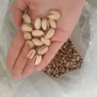 پسته خام|خوردنی و آشامیدنی|تهران, شهرک فرهنگیان|دیوار