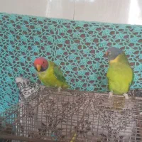 یک جفت طوطی پاکستانی
