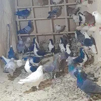 ۳۵عدد کفتر جنگنده|پرنده|کاشمر, |دیوار