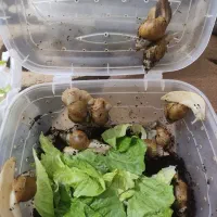 حلزون آلبینو|خزنده|ارومیه, |دیوار