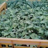 تولیدنشا گوجه وغیره