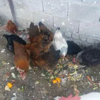 ۱۶عدد مرغ تخم گذار  و شاخدار