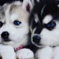 فروش. واگذاری|سگ|لار, |دیوار