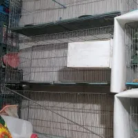 قفس در حد نو