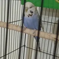 مرغ عشق انگلیسی ماده