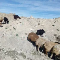 کیلو 300000تومان