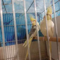 طو طی عر و س.هلندی|پرنده|نظرآباد, نظرآباد|دیوار