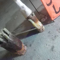 پنیر نخل آماده شیرین و ترد|خوردنی و آشامیدنی|شیراز, ملاصدرا|دیوار