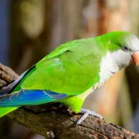 یه جفت راهب مولد