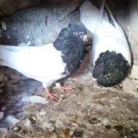 کله زرد و سیاه|پرنده|چگنی, |دیوار