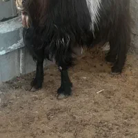 بز سرمایه جوان ومیش سرمایه جوان|حیوانات مزرعه|مرودشت, ده بید|دیوار