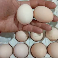 تخم نطفه دار مرغ رسمی گلپایگان کاکولی گردن لخت لری