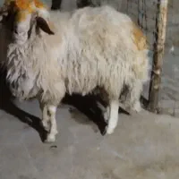 قوچ سنجابی درجه یک|حیوانات مزرعه|چرداول, |دیوار