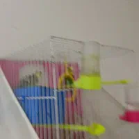 مرغ عشق|پرنده|مشهد, همت آباد|دیوار