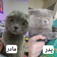 بچه بیریتیشین اسکاتیش/ ۲ماه /خالص/ اپارتمانی|گربه|کرج, فاز ۳ مهرشهر|دیوار