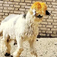 بره قوچی