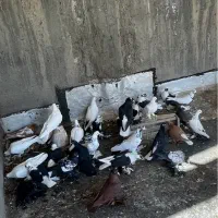 کبوتر الوان