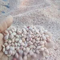 لوبیا چیتی سرحدی|خوردنی و آشامیدنی|جونقان, |دیوار