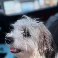 سگ شیتزو|سگ|آستارا, |دیوار