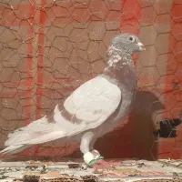کبوتر آلمانی