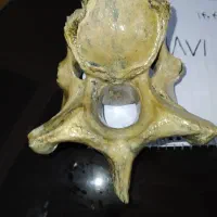 اشیاءعتیقه