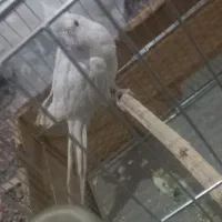 عروس هلندی|پرنده|کرمان, |دیوار