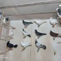 کبوتر پرشی زدوخوردی رنگه آلمانی