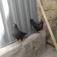 کفتر سوسک وطوقی