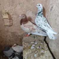 کبوتر