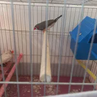 فنچ نر ماده جفت