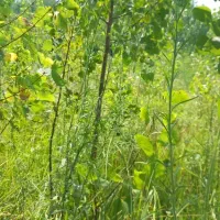 زمین-150متر-جنب-دکتر-خاکی