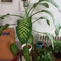 گل دیفن باخیا