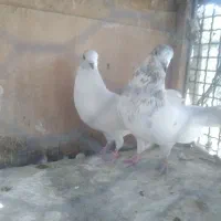 کفتر‌پرشی|پرنده|ری, عباس‌آباد|دیوار