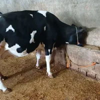 گاواصل ابستن