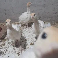 فروش بوقلمون بیوتی یک روزه|حیوانات مزرعه|بابل, |دیوار