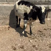 فروش ۳ عدد تلیسه