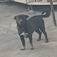 این سگ گم شده