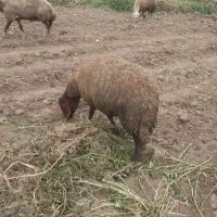 توغلی‌ماده