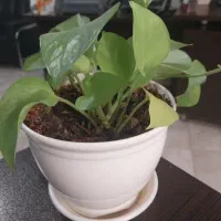 نگهبانی وحراست