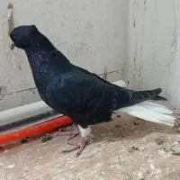 کبوتر زیل دم سفید