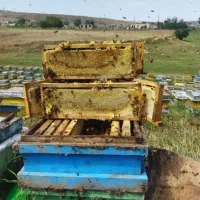 زنبور عسل