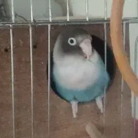 طوطی برزیلی|پرنده|نسیم‌شهر, |دیوار