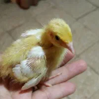 جوجه|حیوانات مزرعه|یزد, |دیوار