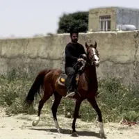 گمشده حوالی شورین