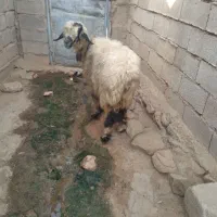 یک عدد میش  داشتی سالم پاک