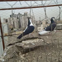 مسافت بلندکفتر مسابقه و ی جفت چپدم|پرنده|مشهد, کارده|دیوار